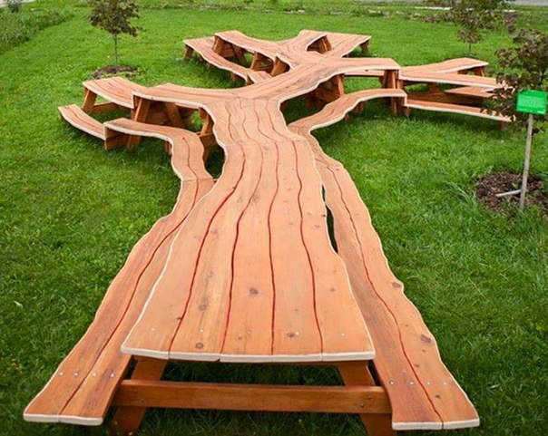 Curious Fact Forever Redwood