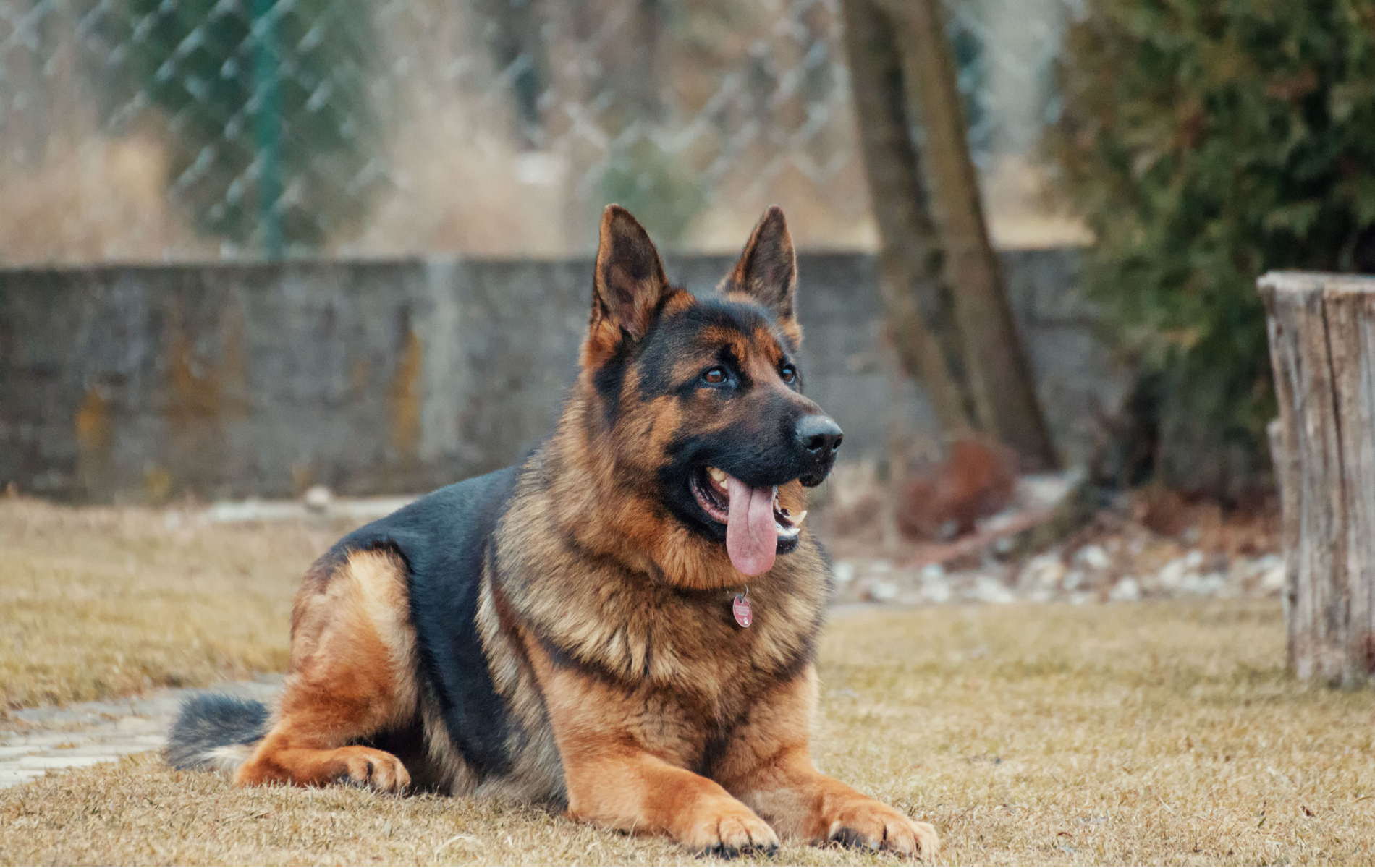 King Shepherd Forever Wallpapers