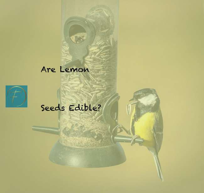 Are Lemon Seeds Edible? Fork & Spoon Kitchen