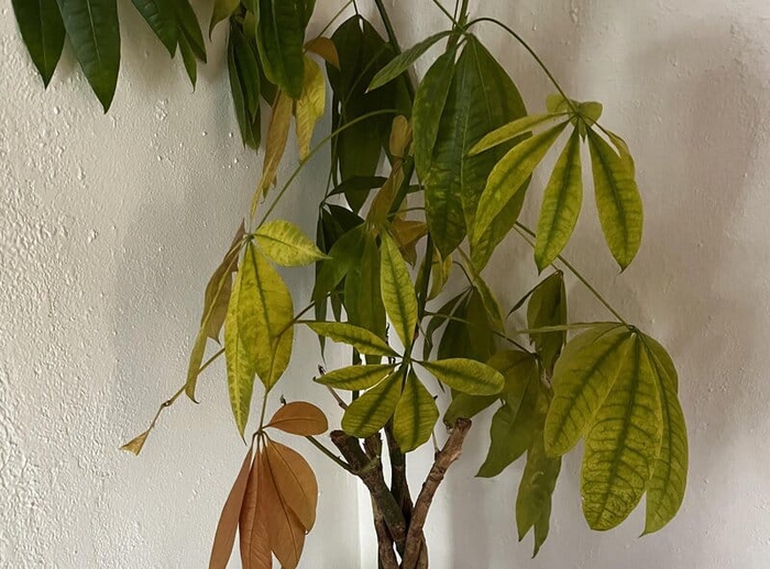 Reasons for Money Tree Leaves Falling Off or Turning Yellow Fork
