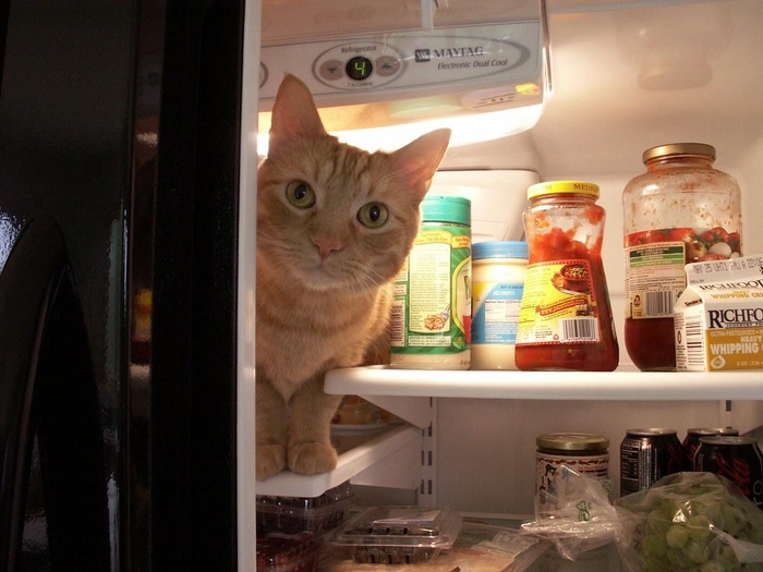 Why Does My Maytag Fridge Freeze Everything at Amy McLean blog