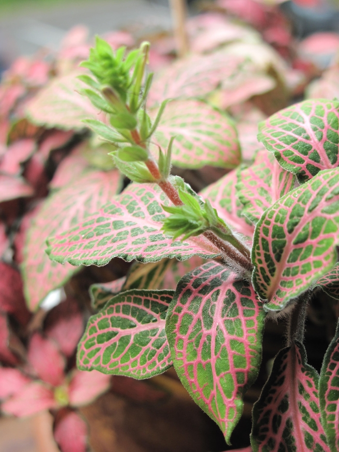 Fittonia (Nerve Plant) Propagation Soil vs Water Fork & Spoon Kitchen