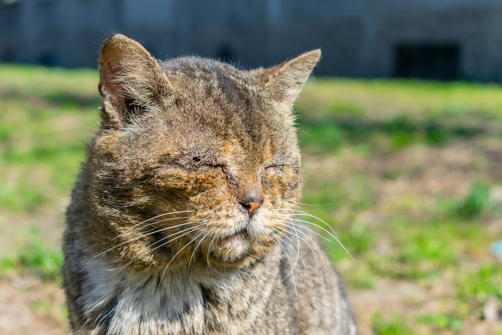 Quelle est la durée de vie d’un chat