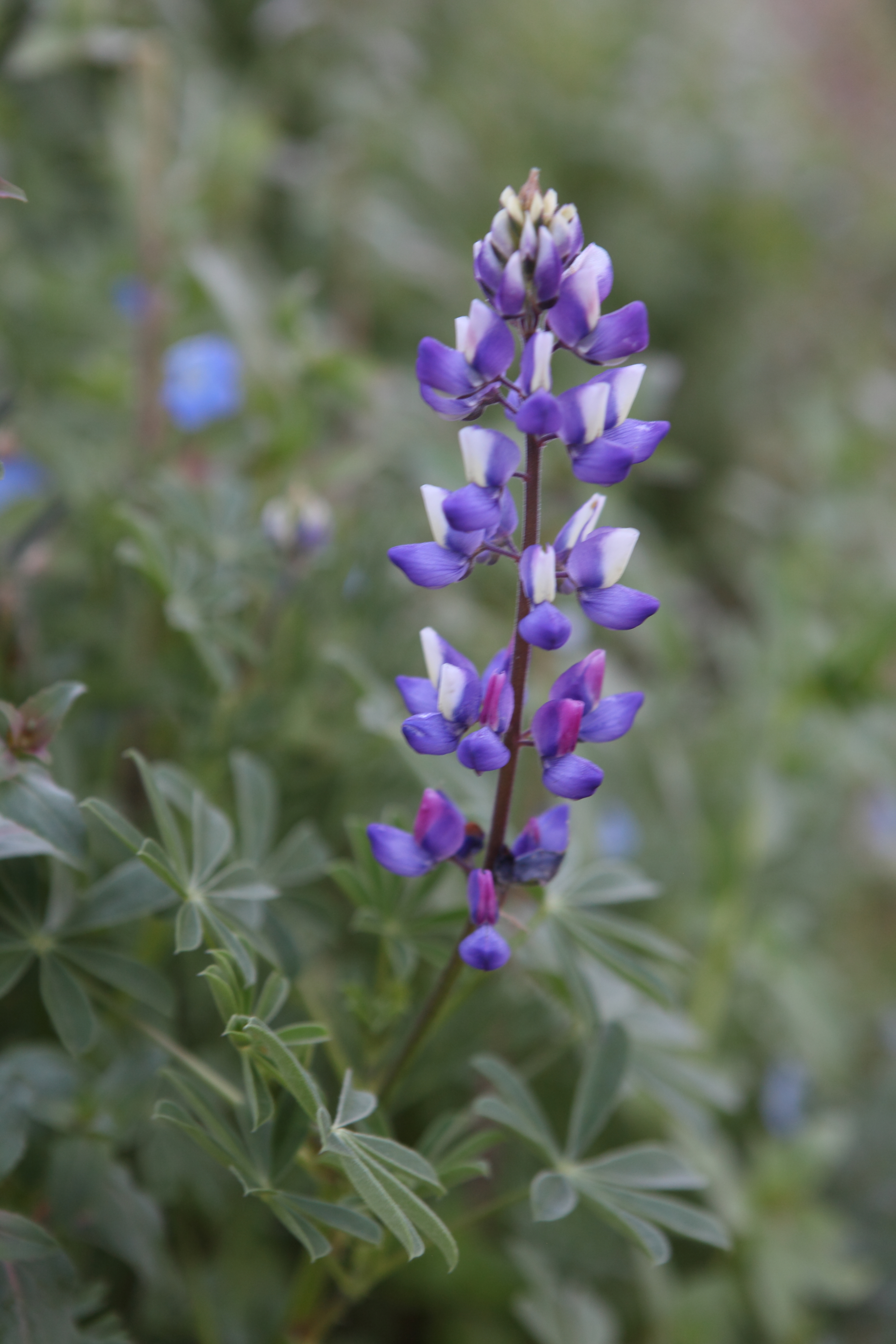 March 2011 Formla Landscaping