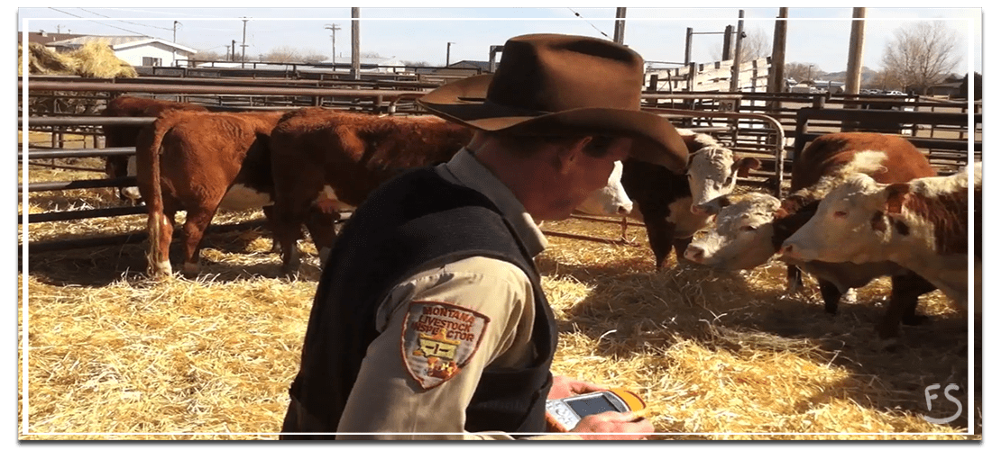 Fort Supply Technologies Electronic livestock identification