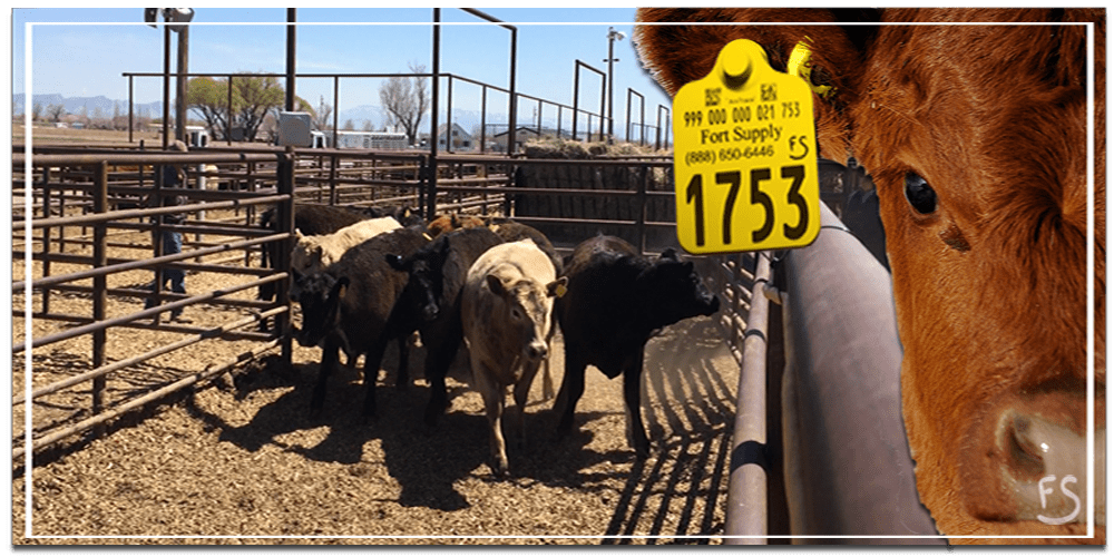 Fort Supply Technologies Electronic livestock identification