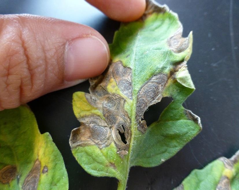 Solutions and Signs for Common Tomato Diseases