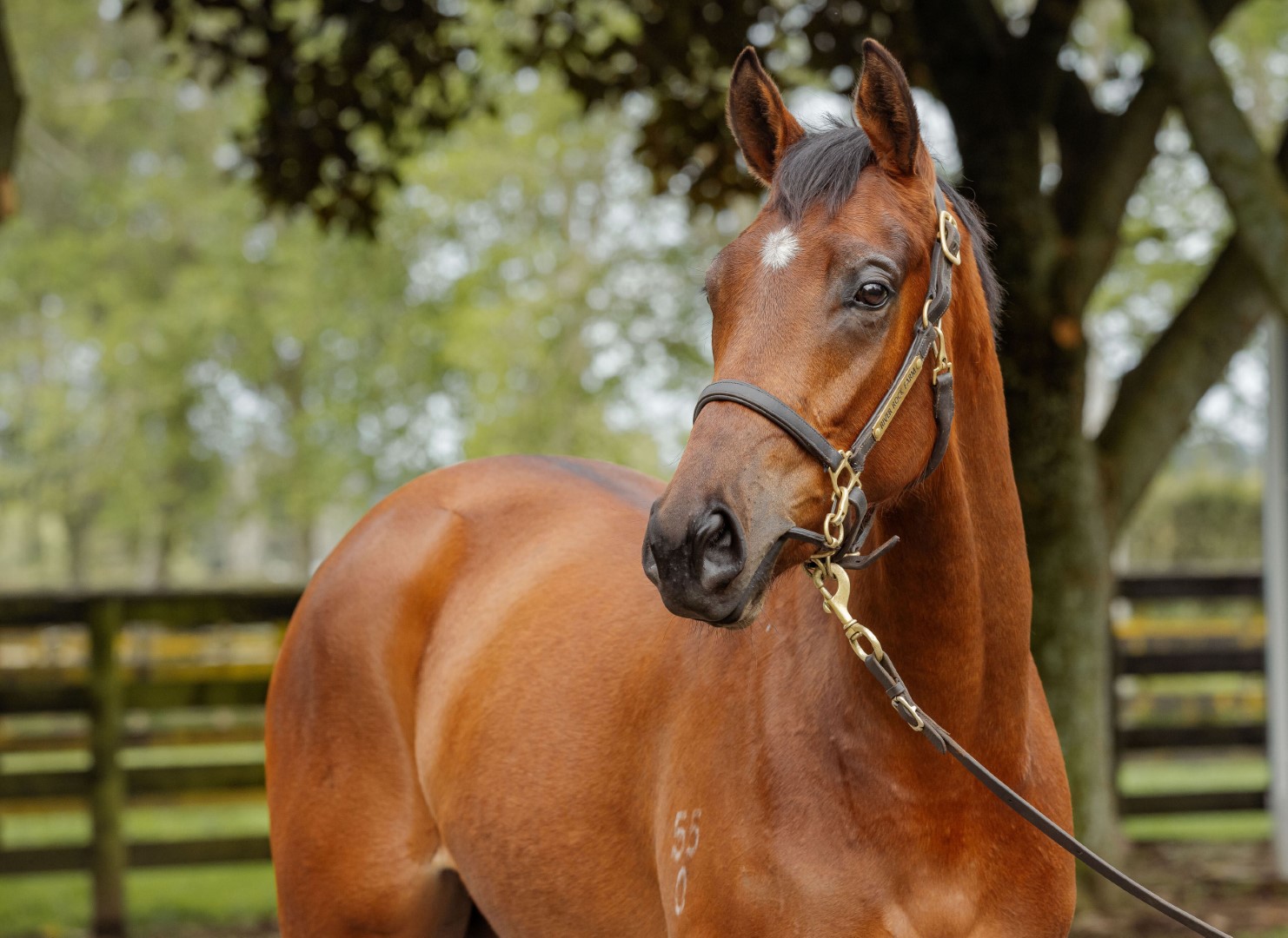 The Twoyearold Filly by Dundeel out of Vivi Veloce Fortuna