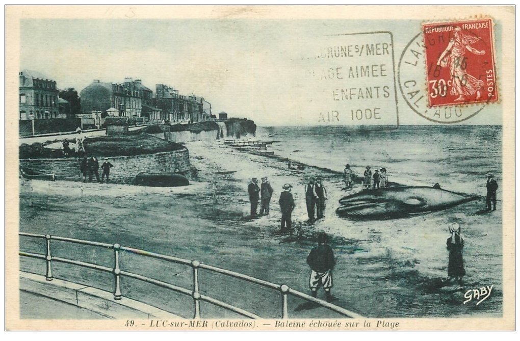 14 LUCSURMER. Baleine échouée 1938