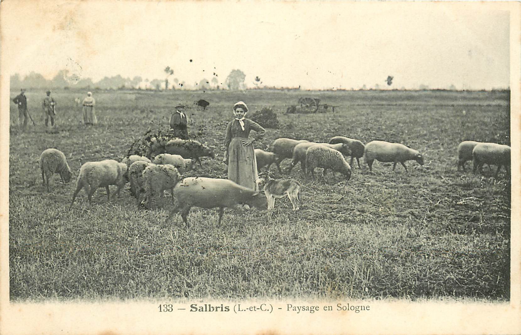 41 SALBRIS. Bergère et ses Moutons avec Chasseurs derrière en Sologne 1906