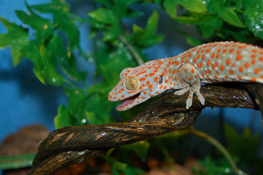 A night at my house Tokays and Phelsuma Reptile Forums