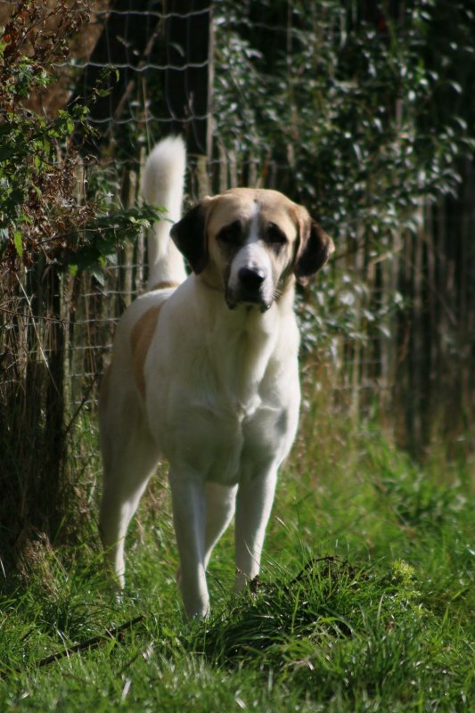 Anatolian shepherd puppy