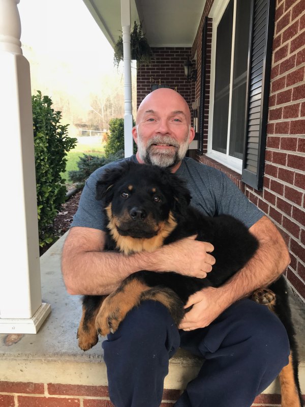 Long Haired Rottweiler Puppies Do Rottweilers Shed What To Expect