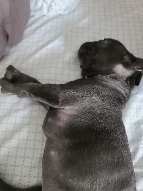 Are Barrel Chest Dogs Bad