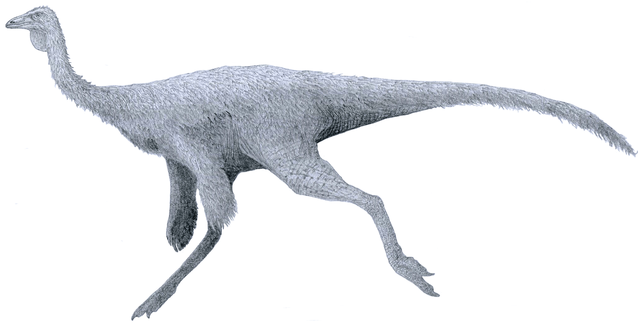 1.7" Fossil Dinosaur (Ornithomimus?) Phalanx Bone Wyoming (306836