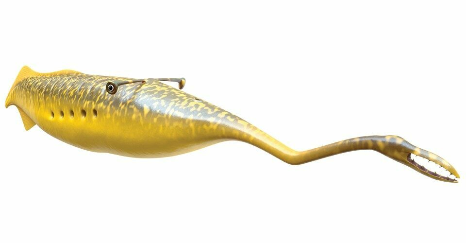 Illinois State Fossil Tully Monster (Tullimonstrum gregarium