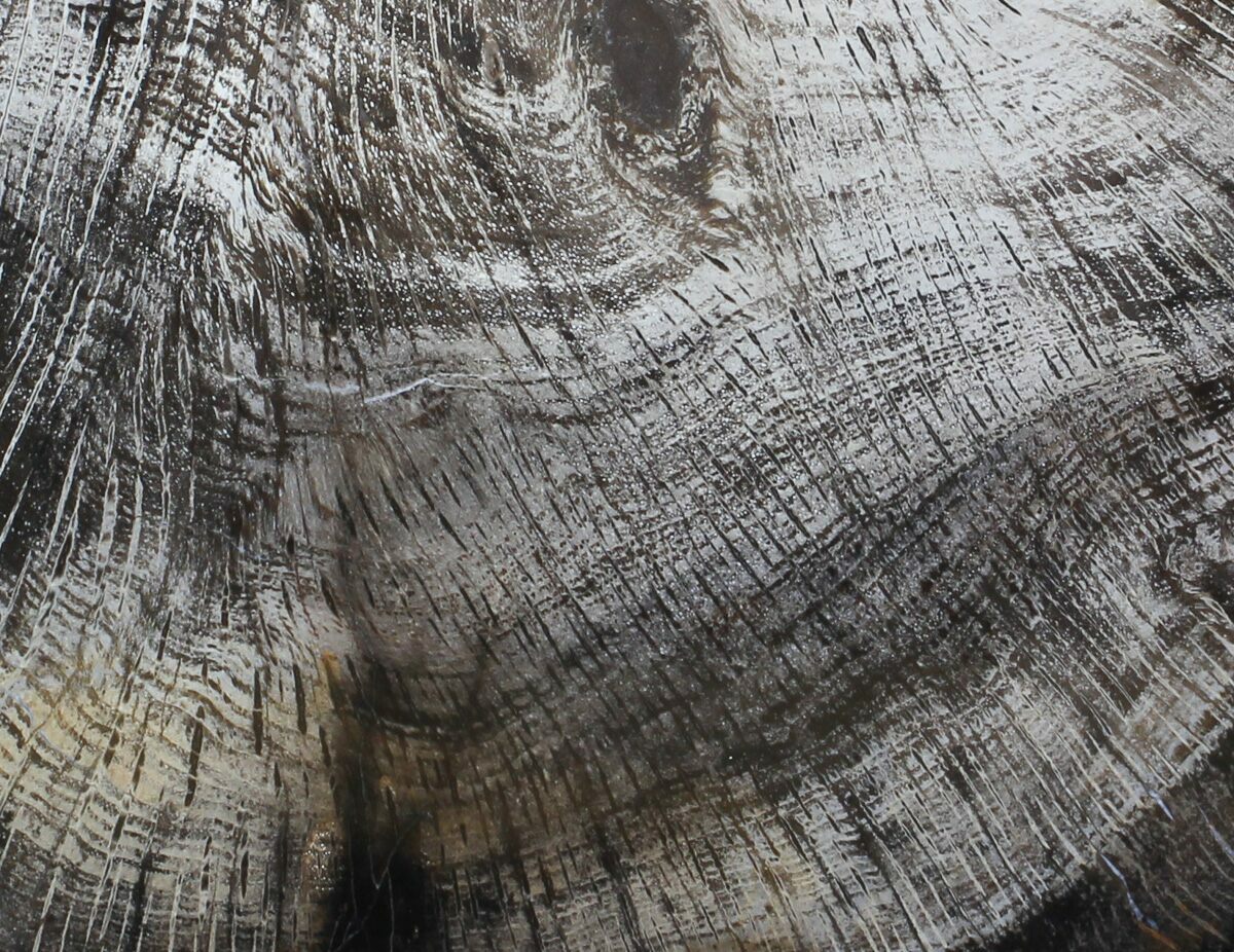 8.8" Polished Petrified Wood (Oak) Slab Oregon For Sale (62677)