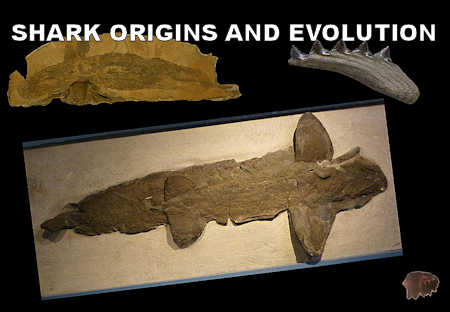 Fossilguy.com: Types of Shark Fossils: Parts of Sharks that fossilize