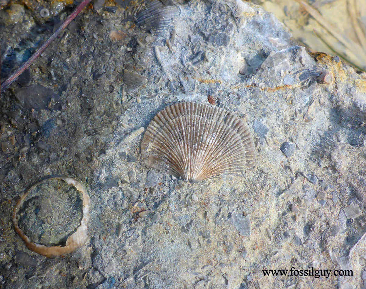 Fossil Collecting at Caesar Creek State Park, Ohio