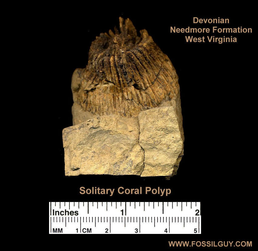 Fossil Identification for the Lost River site in West Virginia