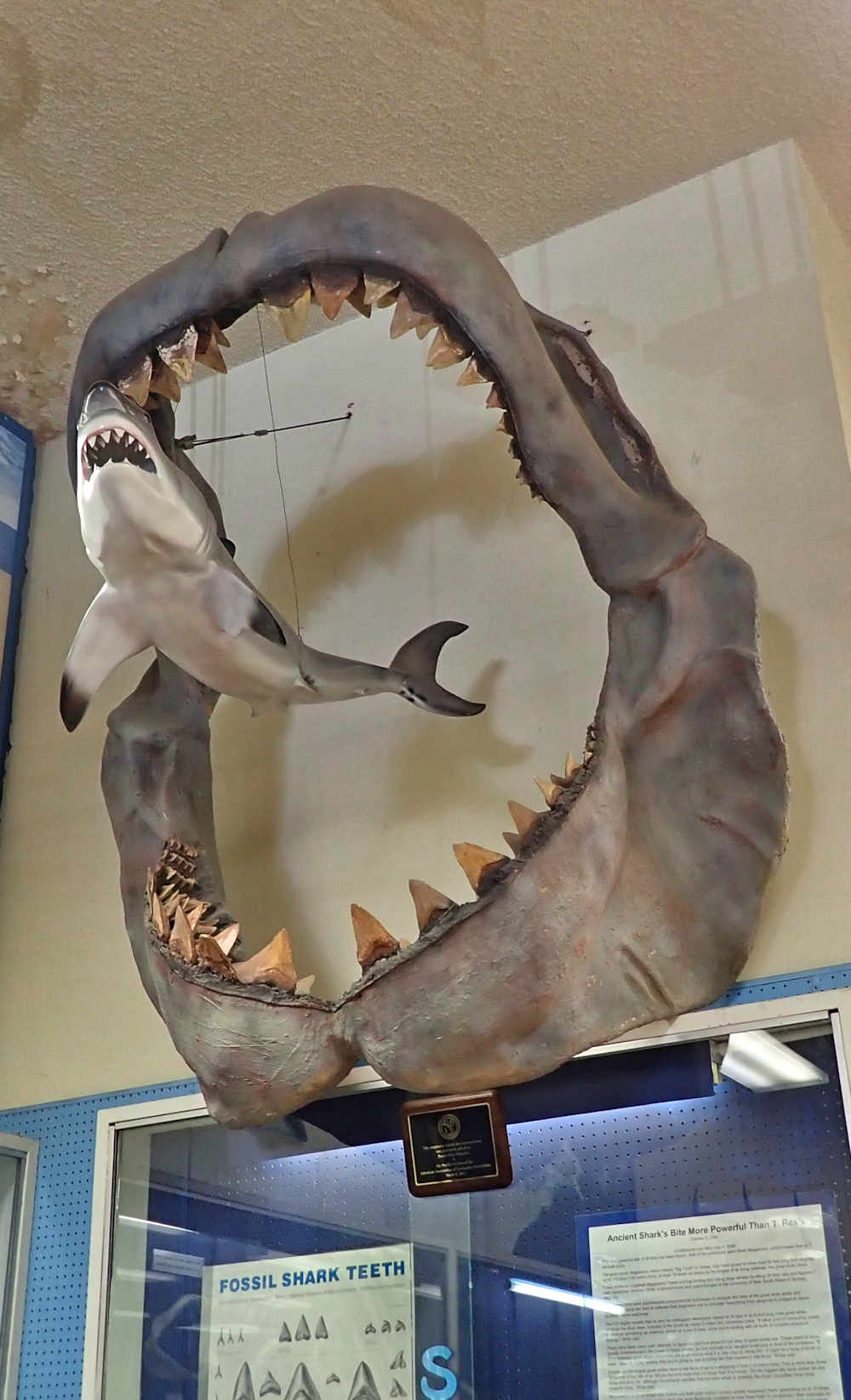 Worlds Largest Shark Megalodon