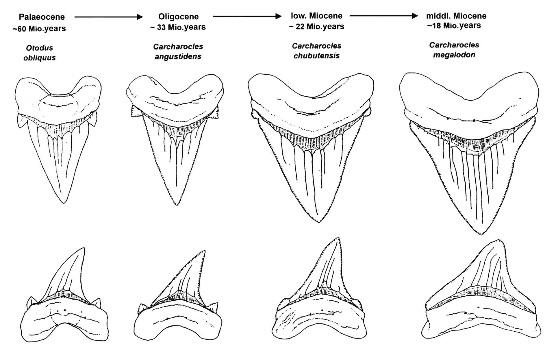 Megalodon Shark Evolution Research and Science by Lutz Andres
