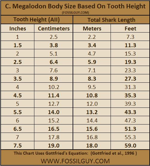 The Size of the Megalodon Shark Megalodon Tooth Size