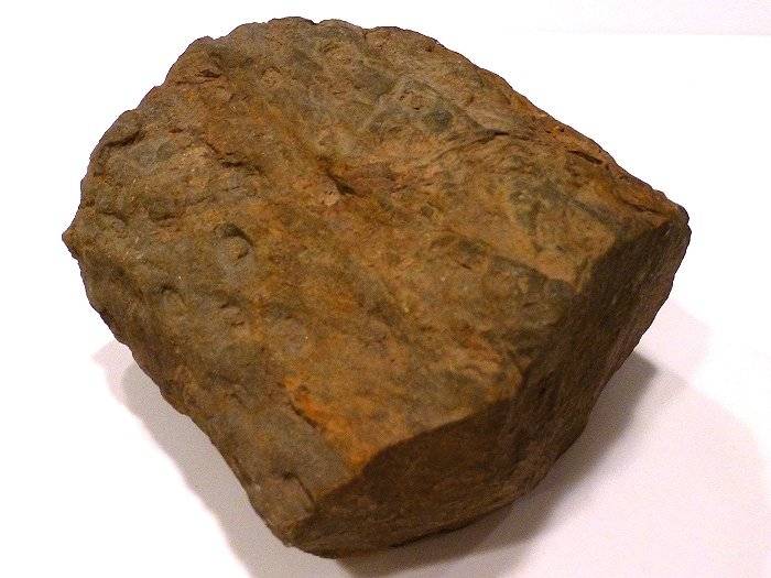 What is a Fossil? Facts about fossil formation, types of fossils, and