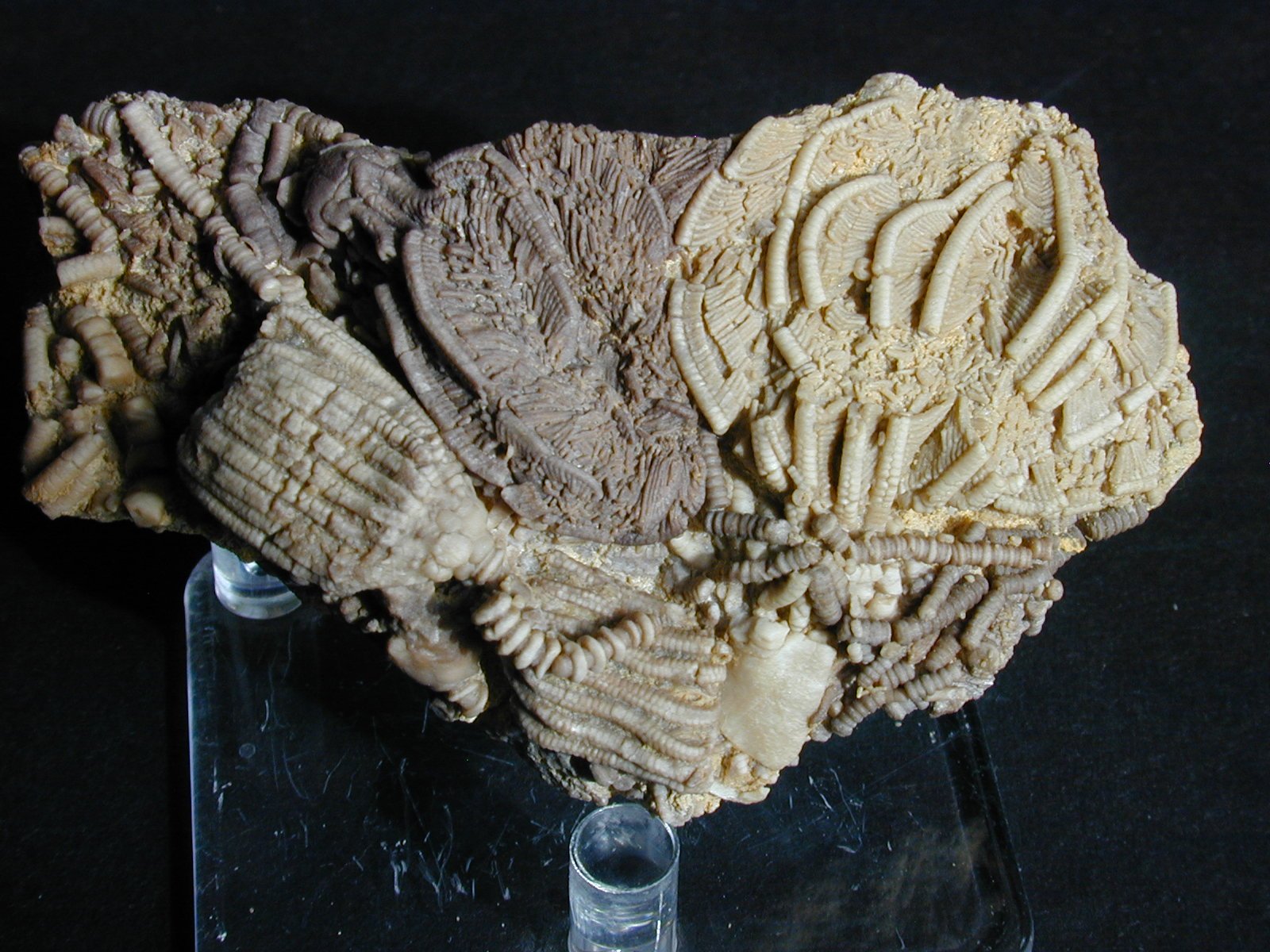 Fossils Valuable Fossils