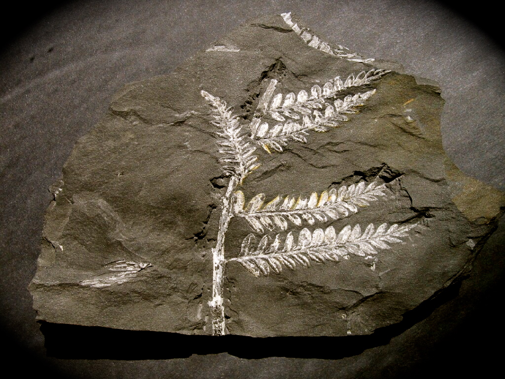 Pteridophyta Fossil