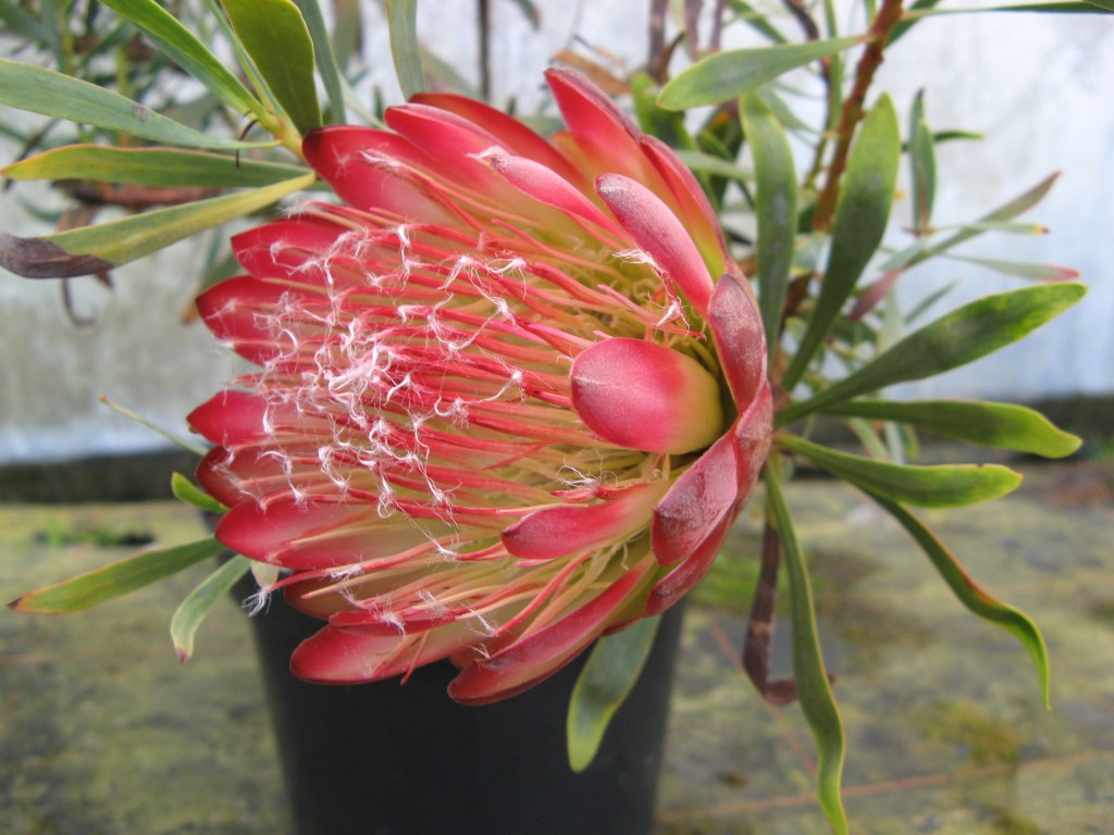Protea...Mylittleproblem FossilPlants
