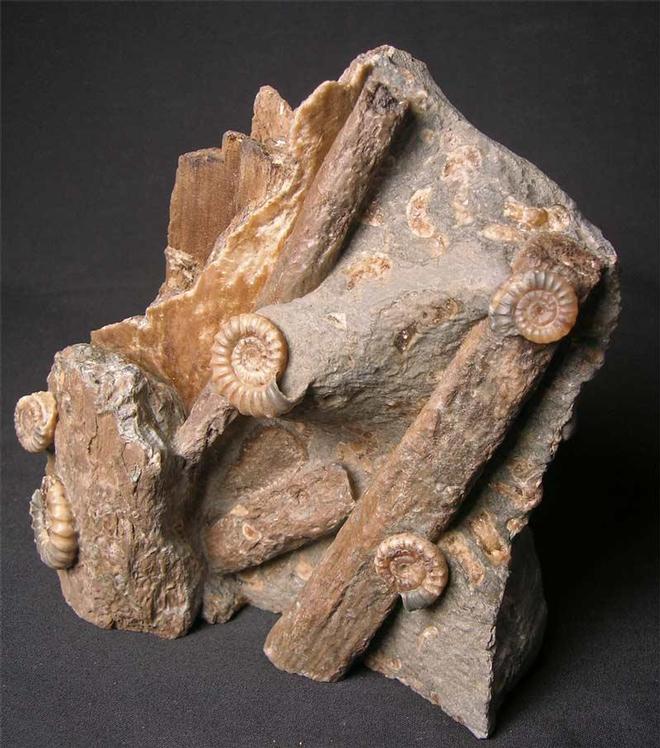 UK fossils including British ammonites Fossils Direct