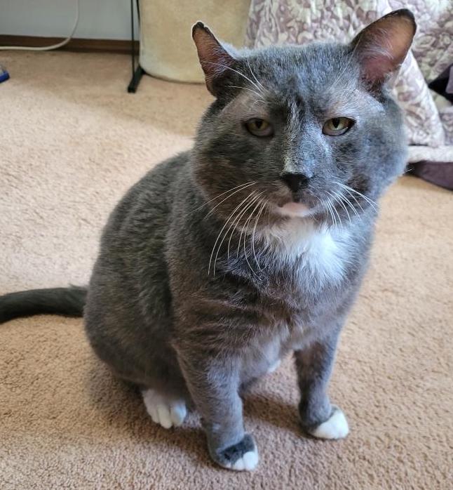 Special Needs Cats