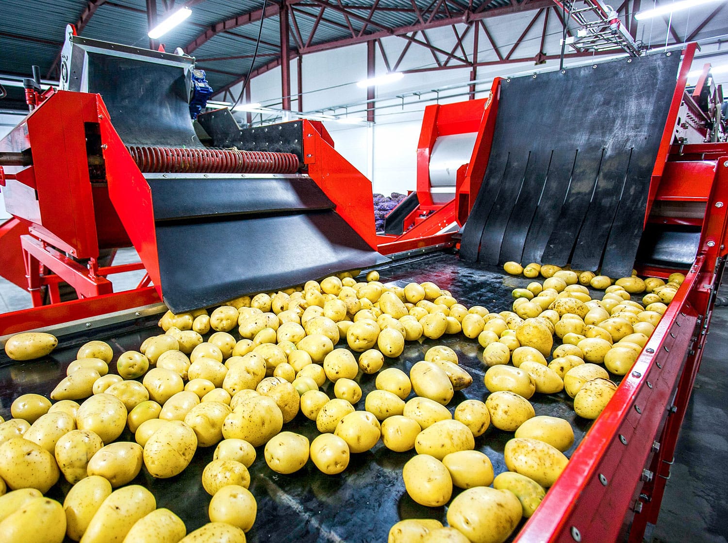 Potato Production Facility FOTH