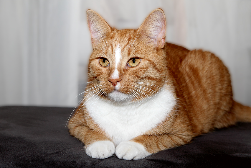 Der kleine rote Kater Fraukografie & die Orienauten