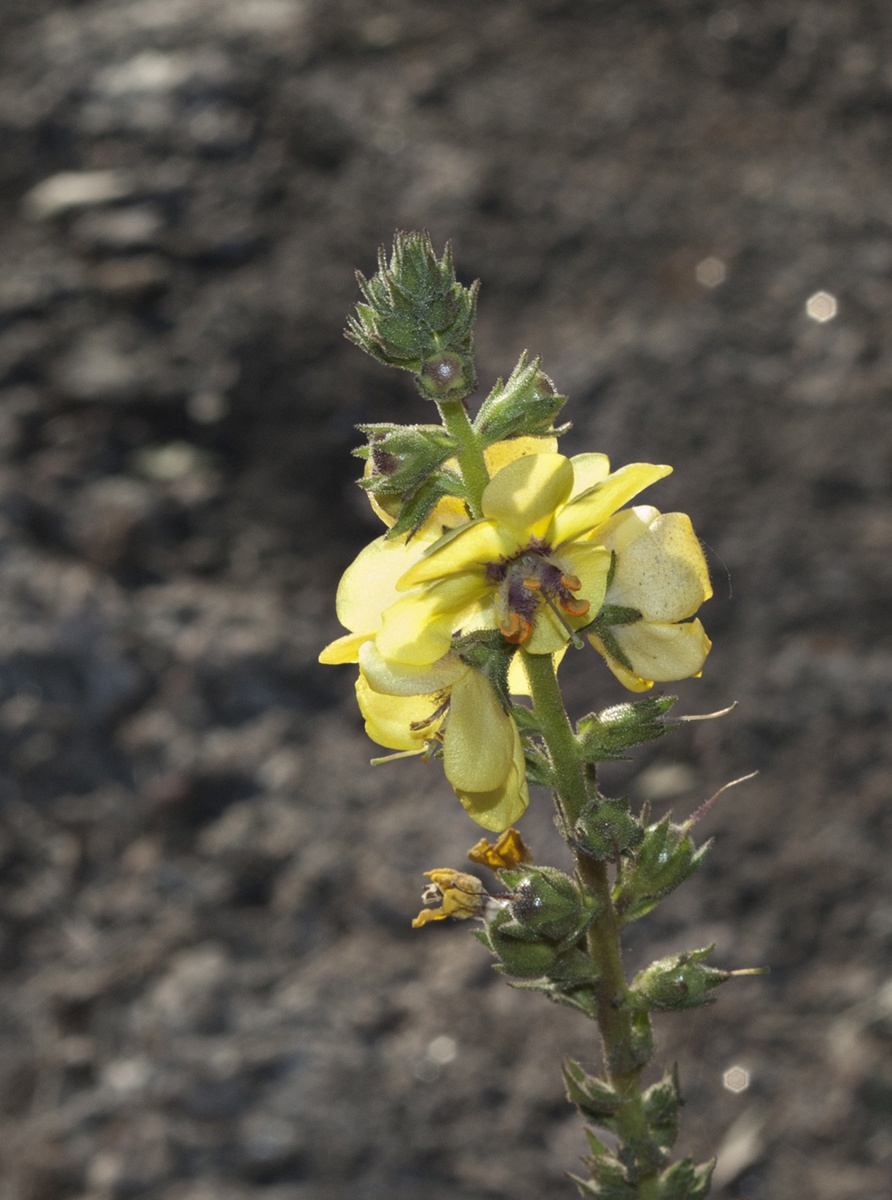 Fotografía Tabaco de Indio de Carmen Iarzábal en