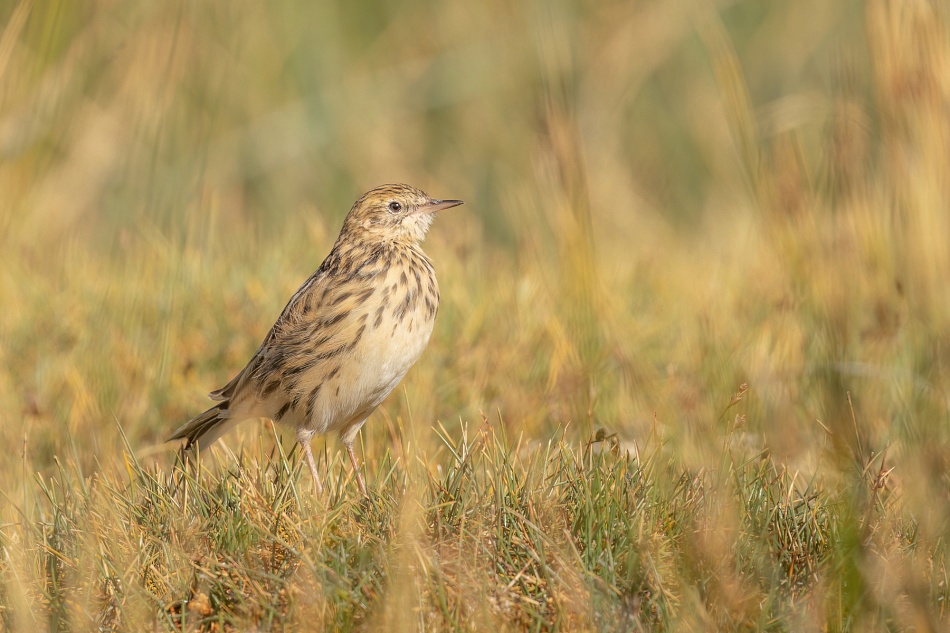 Fotografía Goteada de altura de Schlemmer en