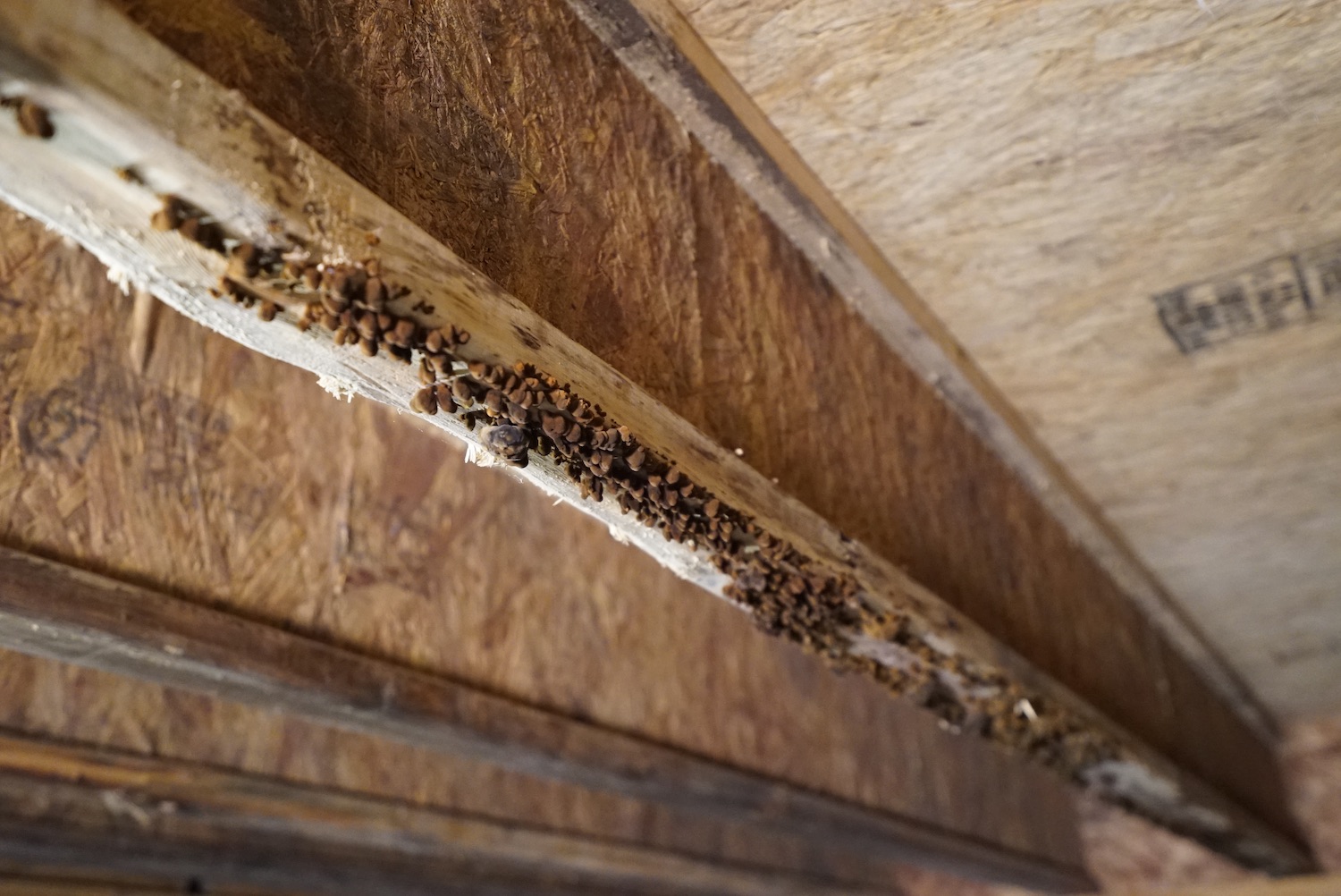 Why Does My Crawl Space Have Mold?