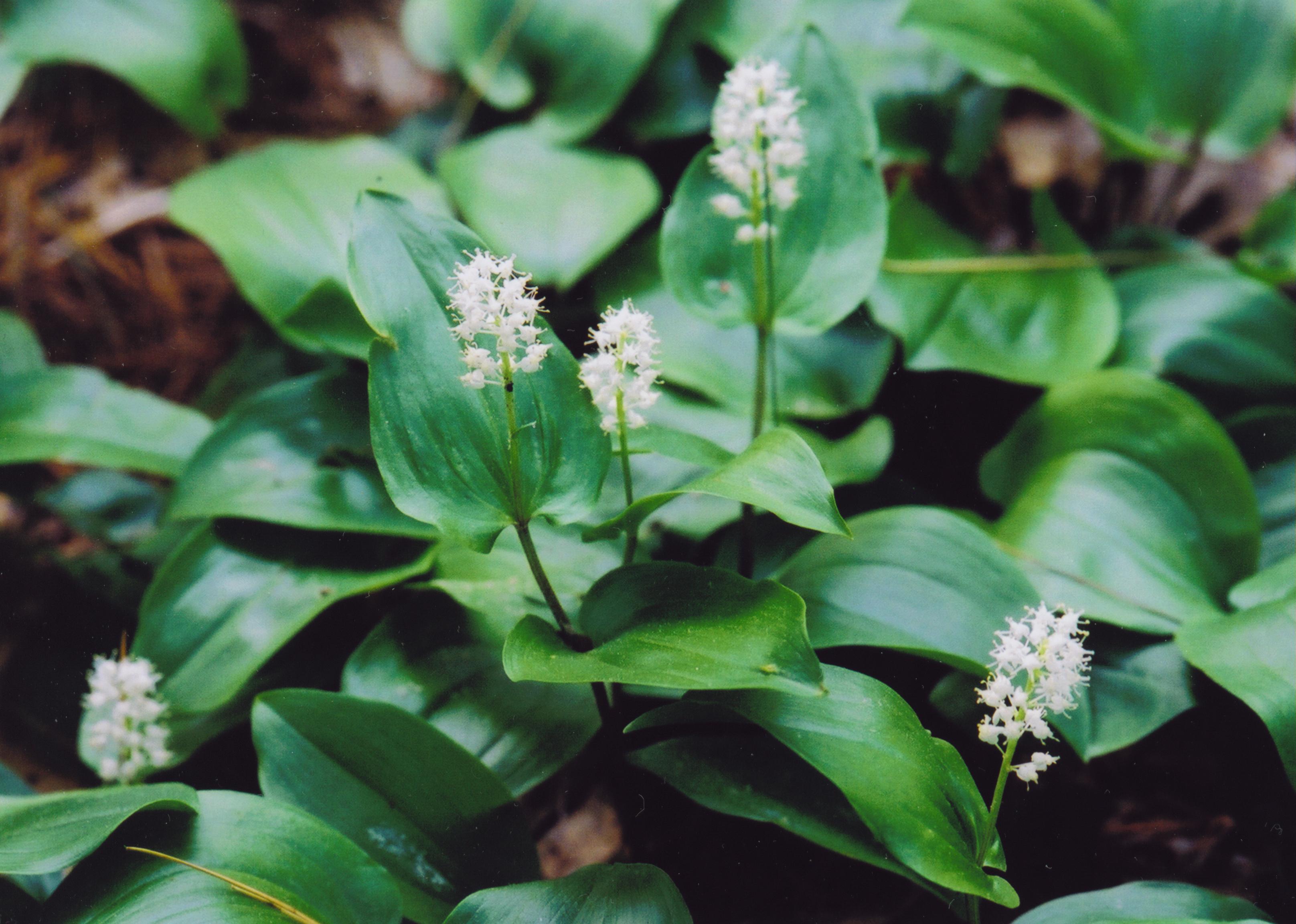 Mayflower Plant Seeds