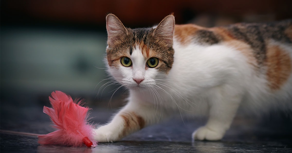 Why Choose Four Bare Paws as the Best Cat Sitters in NYC?