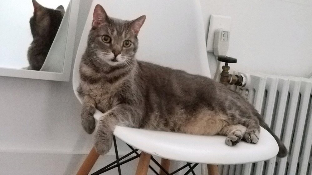 Best Cat Sitters in NYC Cat Sitters Near Me Four Bare Paws