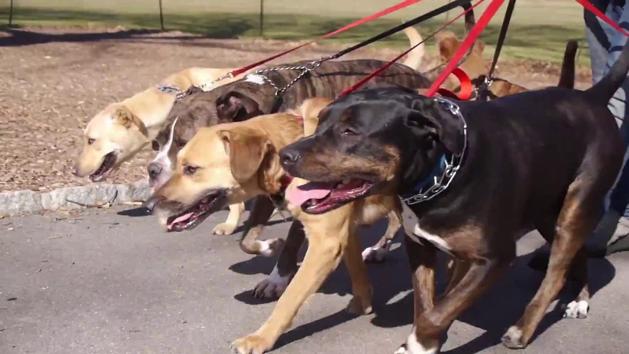 Best Pet Sitting in NYC Pet Sits Corona Four Bare Paws