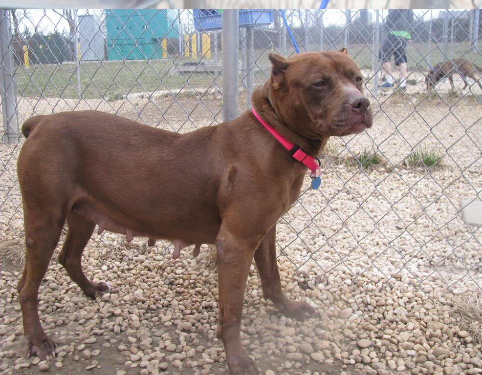 Four Leg Rehab Inc Laurie’s Blog