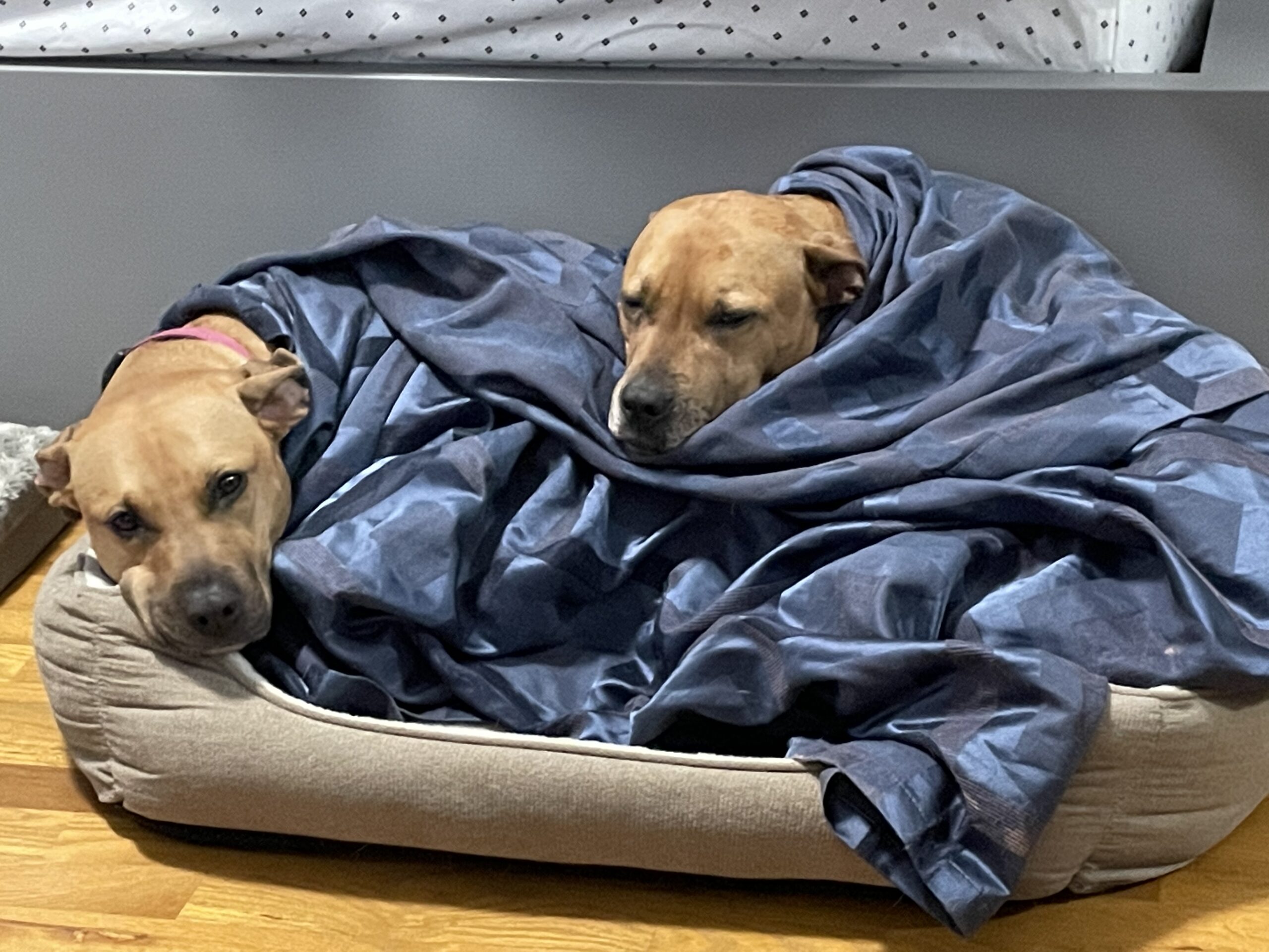 Pet Sitting Services in New York & Dog Walking