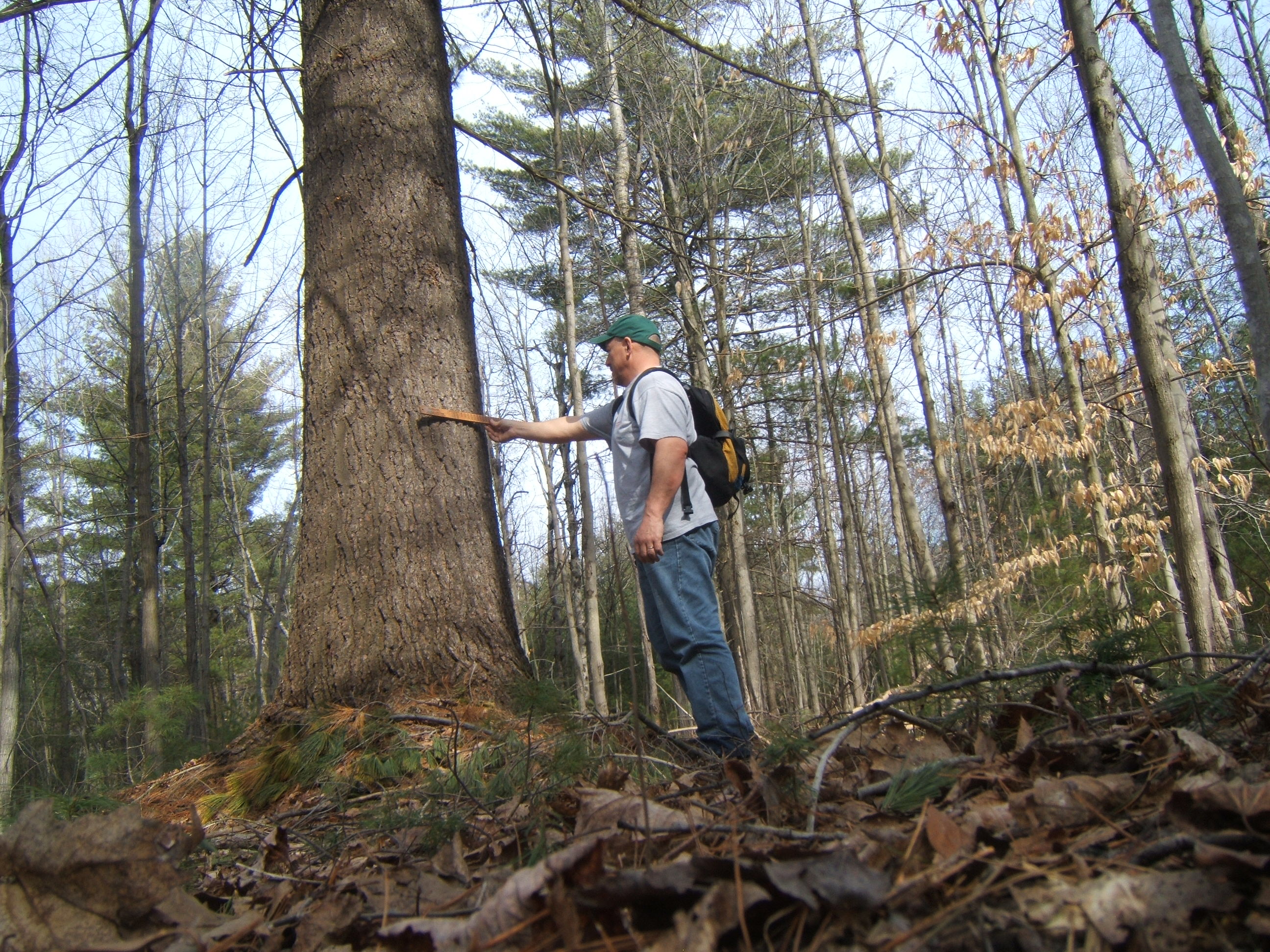 Forestry, Land For Sale and Lumber in Tug Hill Adirondacks
