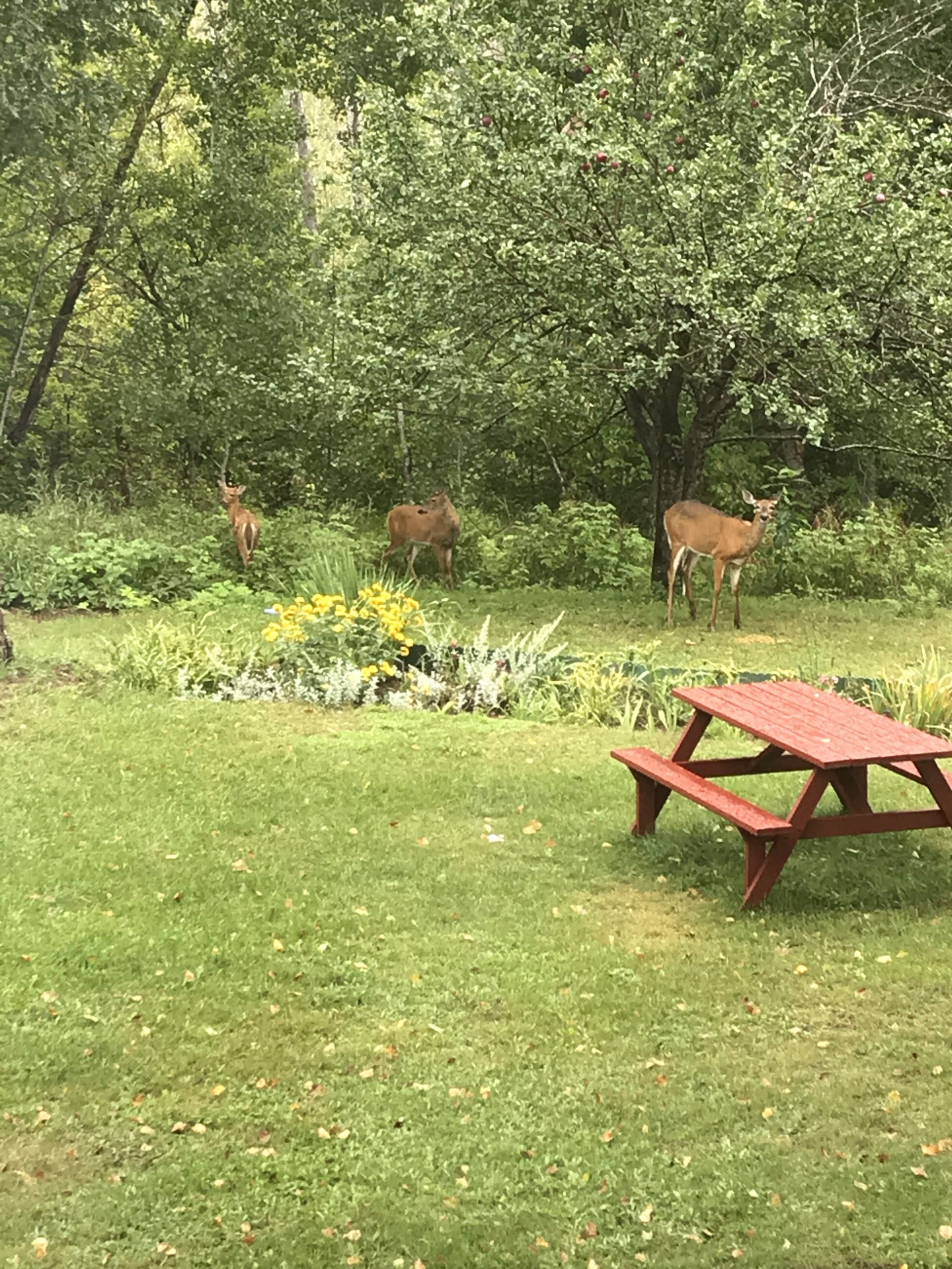 Amenities Four Seasons Algonquin Cabins