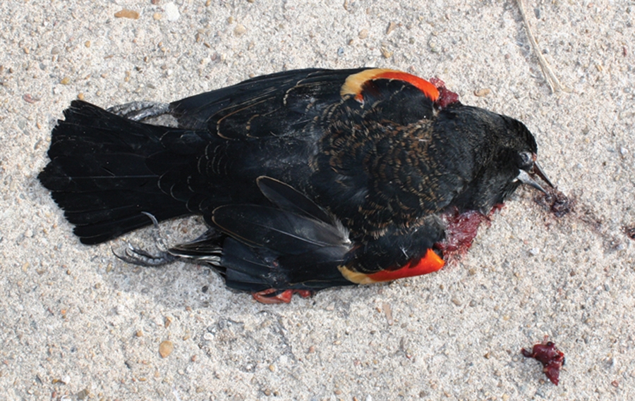 New Years Omen?Thousands Of black birds fall from the sky