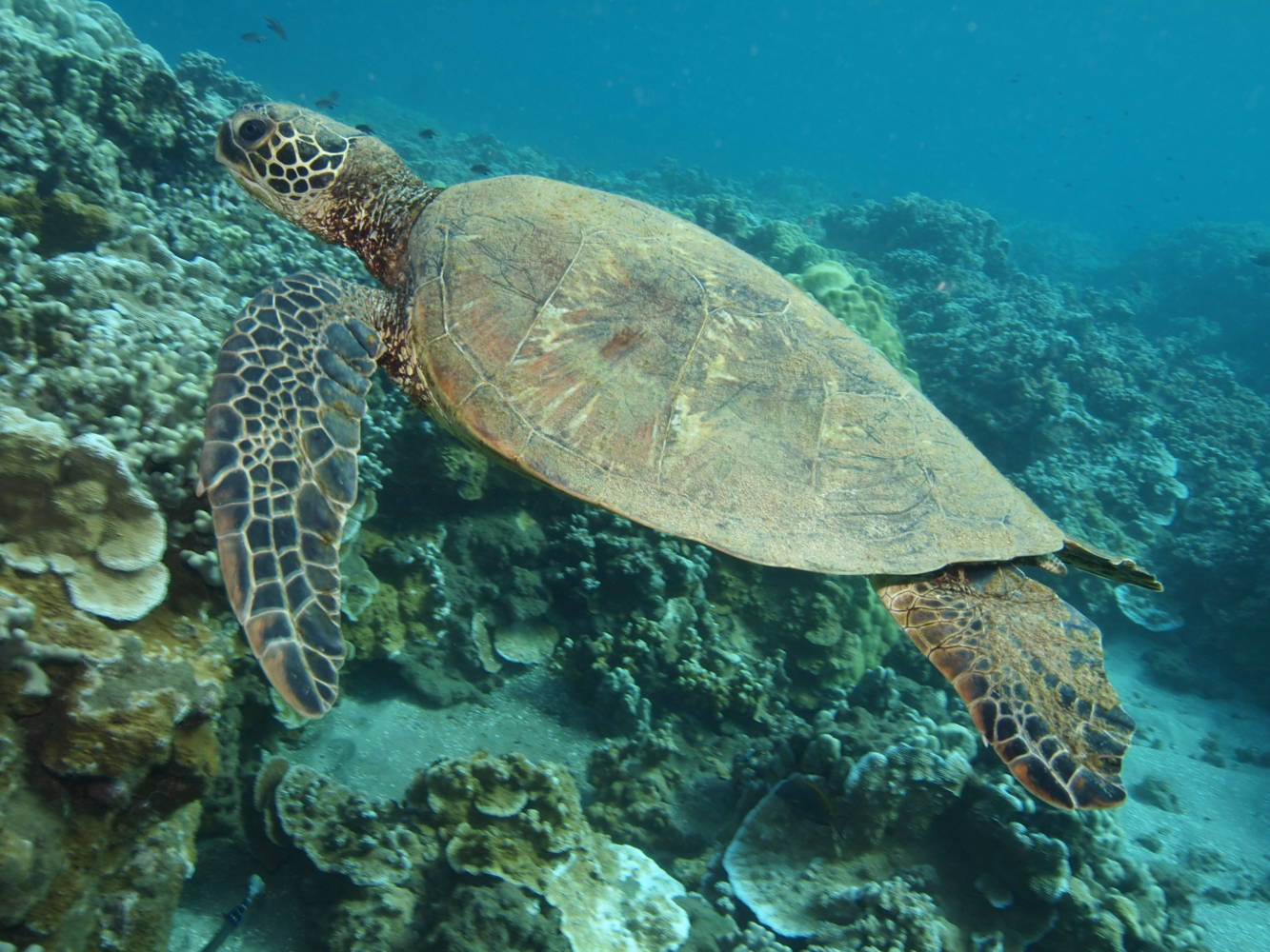 Hawaiian Green Sea Turtles Four Winds