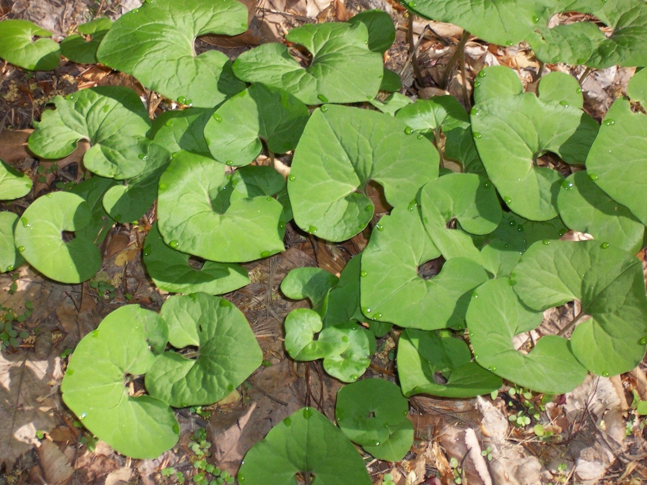 Plants & Wildlife Friends of Wissahickon Friends of