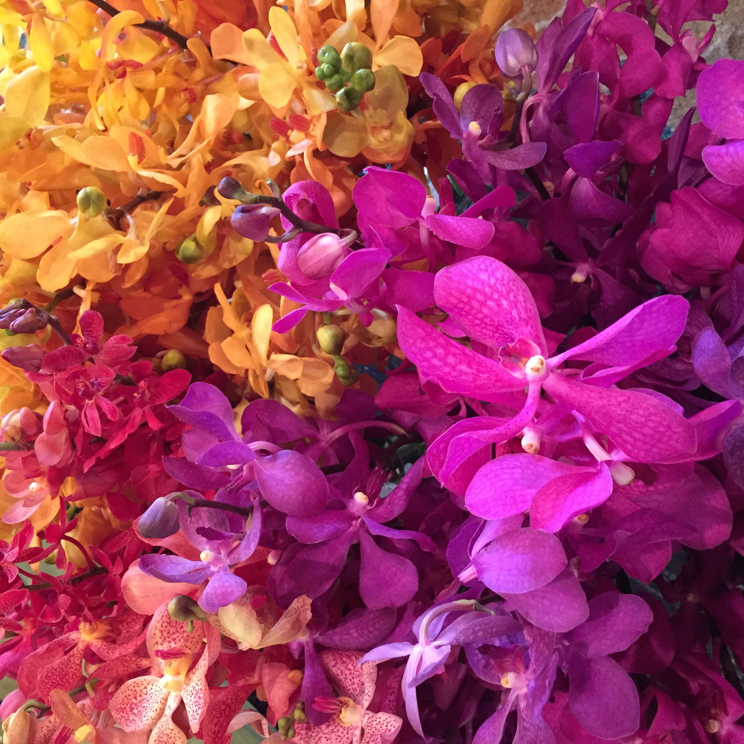 Valentine’s Day Flower PARADISE!